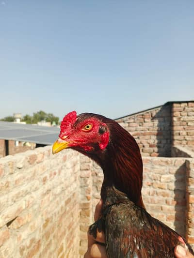 red and black colour