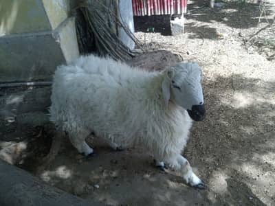 Sell for 2x Sheeps (Dumba) in Malir cantt.