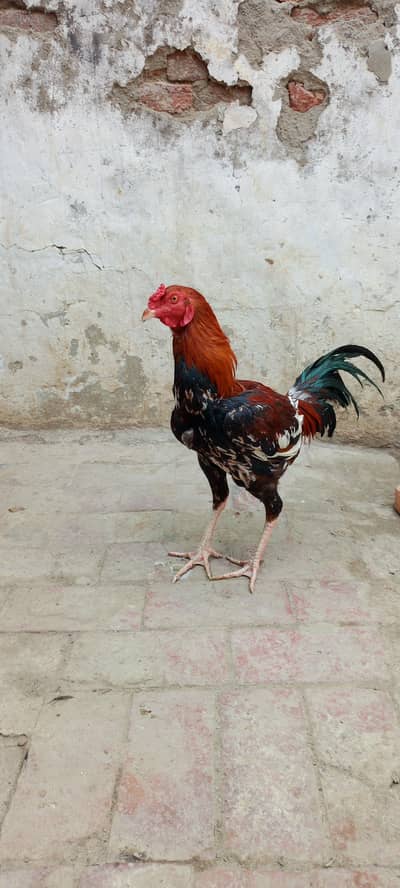 Aseel Murge available for sale Whatsapp Contact 0328-4527540