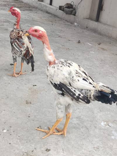 Aseel Naked (Ganjay) Murgay