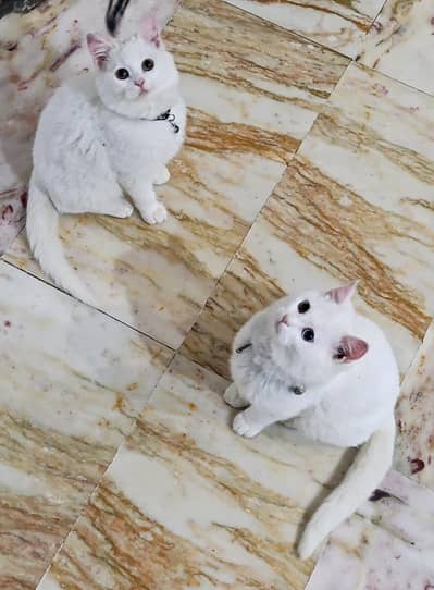 Two Male cats for urgent sale (Vaccinated and litter trained)