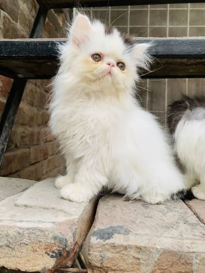 Pure persian piki female