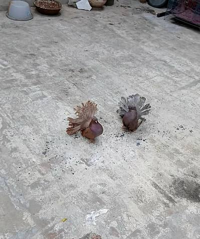 american faintail pigeons breeder pair