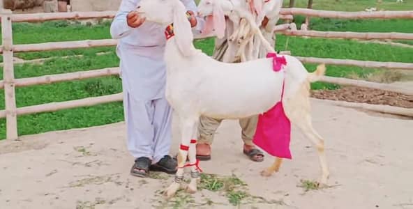 3 Bacchon Ka Sath Desi Bakri For Sale. +03425820107