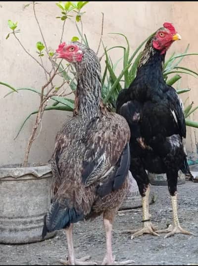 Aseel mianwali jawa jora pure nasa number & whatsapp 03485378292