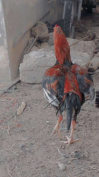 pure mianwali /high quality/mianwali Male / king size Aseel