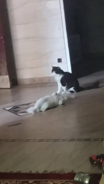 stud male matting service