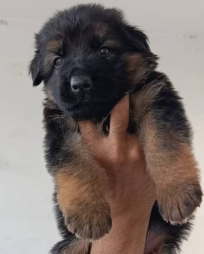 German shepherd |pink pedigree puppies | Black & Black n tan puppy