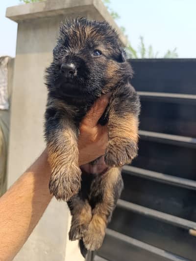 German shepherd |pink pedigree puppies | Black & Black n tan puppy