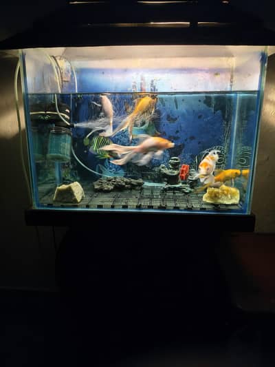Fish Aquarium with full frame and motors