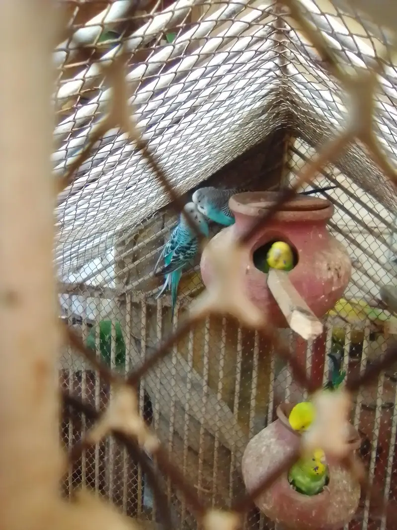 budgie — photo 2