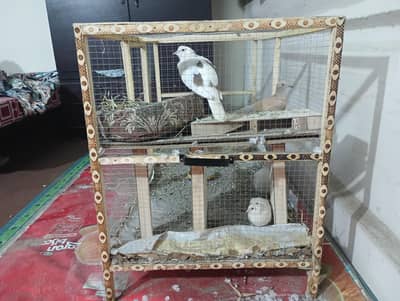 dove breeder pair for sale