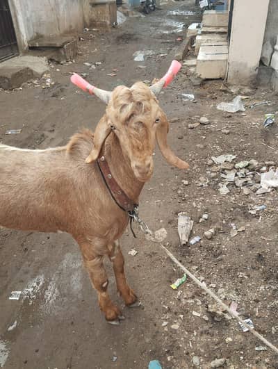 Bakra for sale