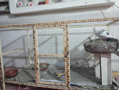 Beautiful Breeder Cage Colony  for sale