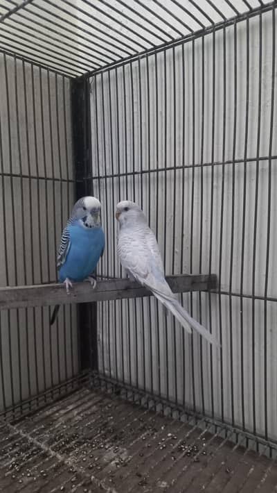 Budgies Breeder Pair with 4 portion Cage