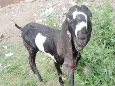 bital bakri 2 dant 03054176884