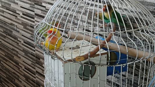 for sale birds
