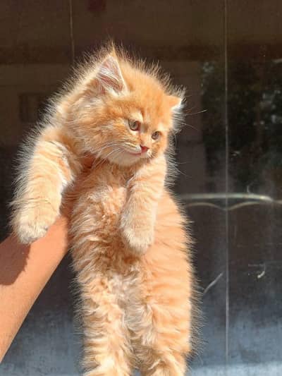 Persian kittens