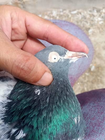 tady Indian zakh Indian lakha