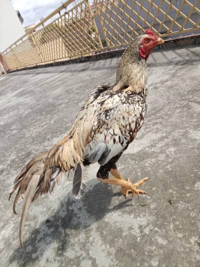 Aseel Shajra Patha and all Desi Setup Urgent For Sale