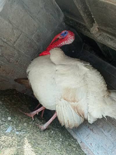 turkey eggs available