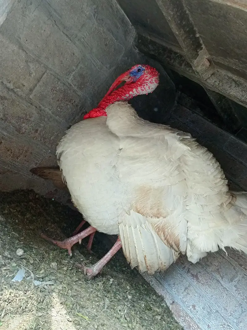 turkey eggs available