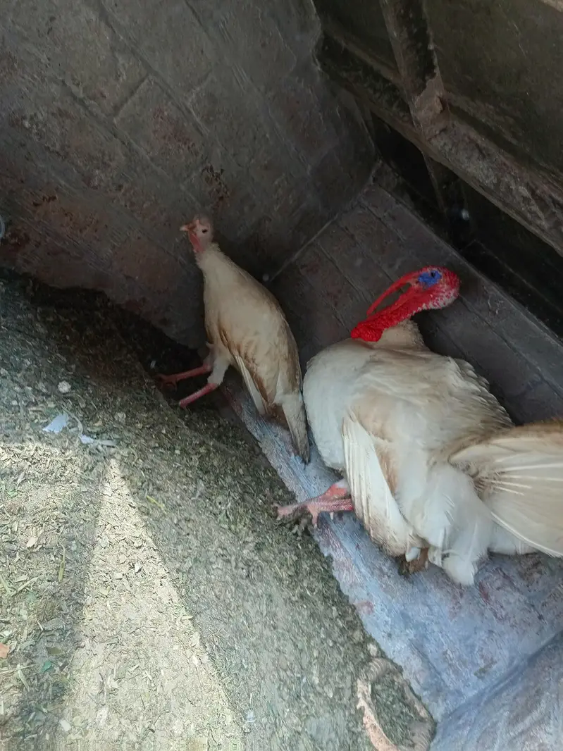 turkey eggs available — photo 2