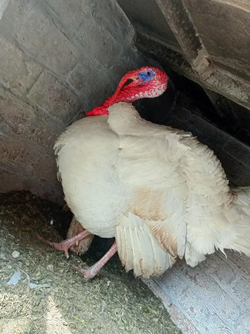 turkey eggs available — photo 3