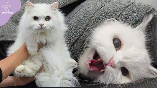 Persian triple coat male kitten