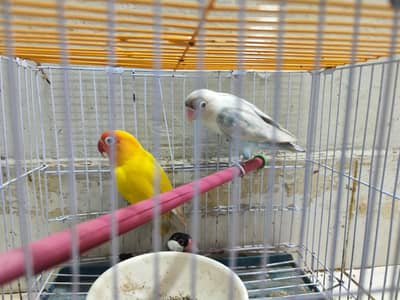 Love birds for sale