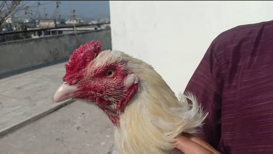 Heera and Mianwali Aseel Breeders sale