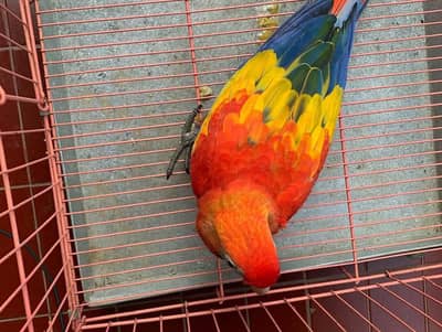 red macaw parrot 8 month age contact--0336-1120-109