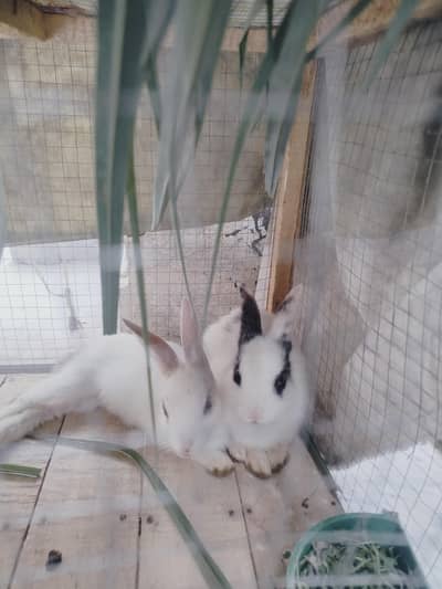 Rabbit Pair Male plus Female