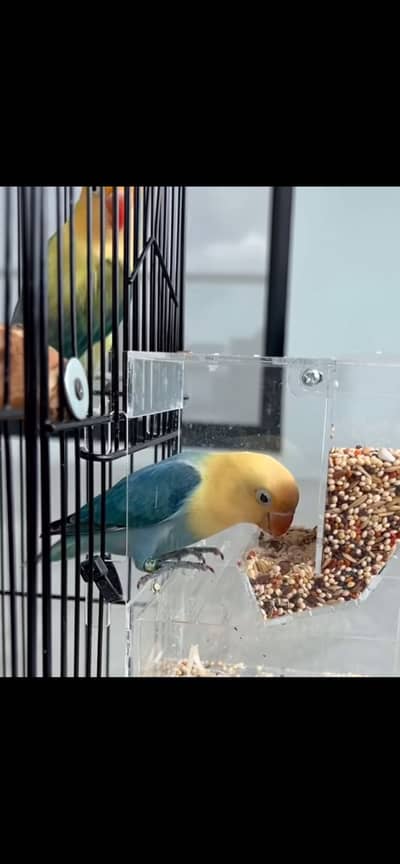 Parblue Opline love birds Breeder pair