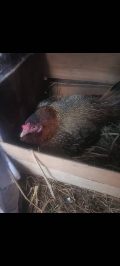 kurak desi aseel cross madi