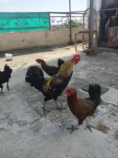 Golden missri 350 days old also layed eggs healthy and fit