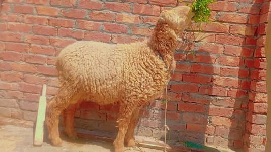 pure mundra chatra | sheep | Goat | Qurbani | kajla | بکر