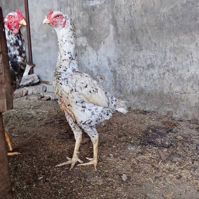 Aseel shamo female for sale