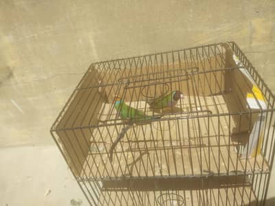 Love birds , chicks and goldian ficnhes