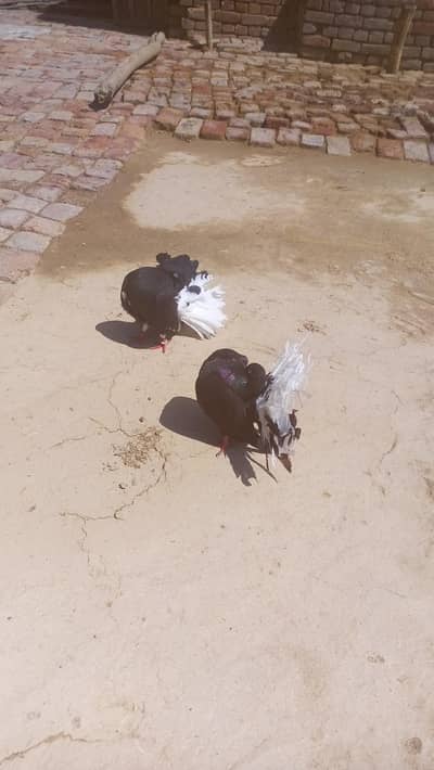 black body white tail breeder pair