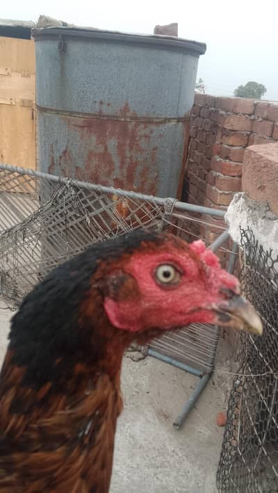 MIAN wali ki morgi ha