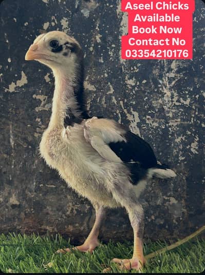 Aseel chicks