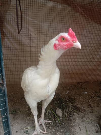 aseel murgha and 6 very active chicks for sale