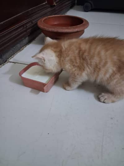 Friendly Munchkin kitten