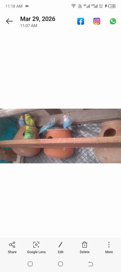 Australian parrots budgies breader 4 pairs