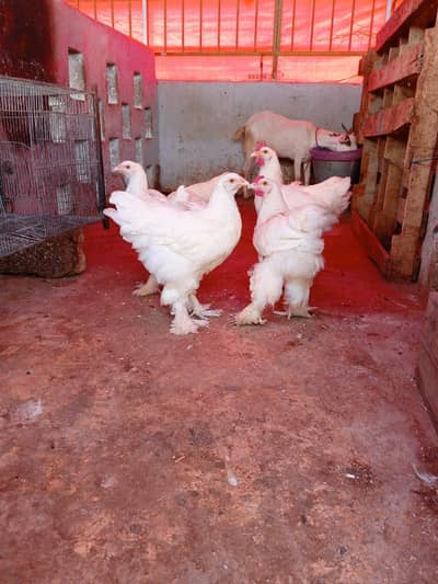 White Heavy Buff Trio (2 Females + 1 Male) | Breeding Set | Vaccinated