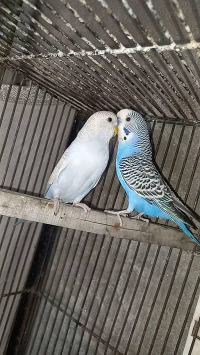 Budgies Breeder Pair with 4 portion Cage