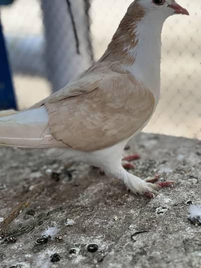 Lal Shrazi male for sale adult male ha