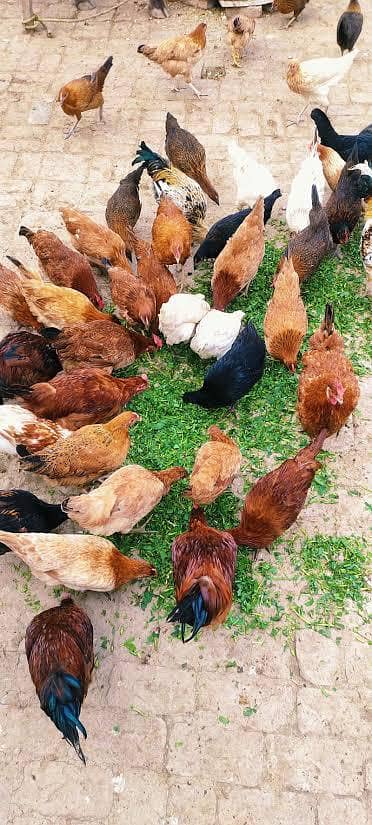Golden Misri/Dasi  Egges Laying Hens, Fully Active Fully Vaccinated
