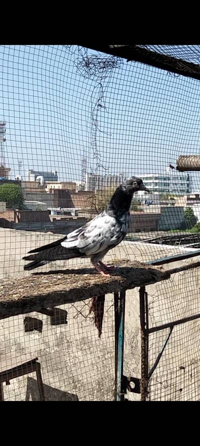 Pigeon For Sale